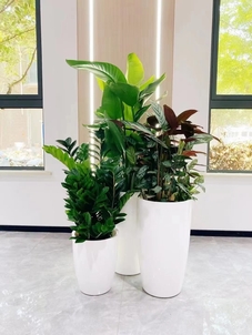 宁波盆景出租，满足您对绿色空间的渴望！