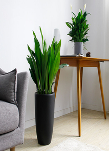 宁波镇海盆景租赁设计 宁波镇海盆景租赁设计